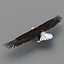 Bald Eagle Rigged