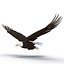 Bald Eagle Rigged