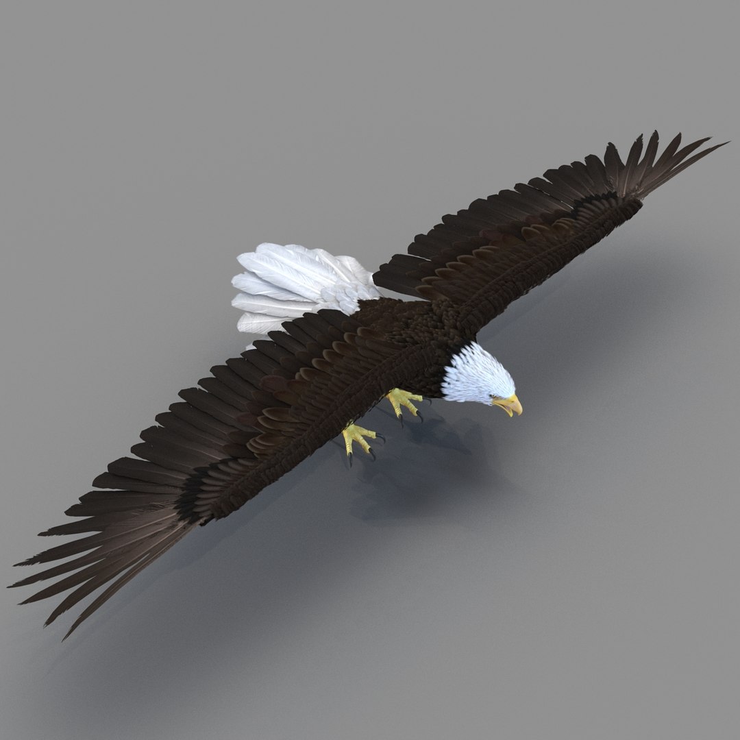 3d bald eagle rigged https://p.turbosquid.com/ts-thumb/VW/Le9t8p/i9xVaJrp/baldeaglerigged3dmodel29/jpg/1447747483/1920x1080/fit_q87/551e25fdd0a6dc82e82482ec294eac4b75cd7b77/baldeaglerigged3dmodel29.jpg