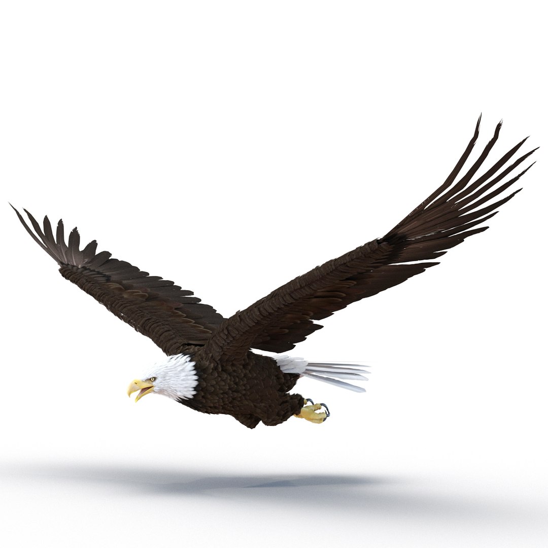 3d bald eagle rigged https://p.turbosquid.com/ts-thumb/VW/Le9t8p/knXrzVGS/baldeaglerigged3dmodel07/jpg/1447747481/1920x1080/fit_q87/018cb8179cbb58242704e811f50b58fb245ad910/baldeaglerigged3dmodel07.jpg