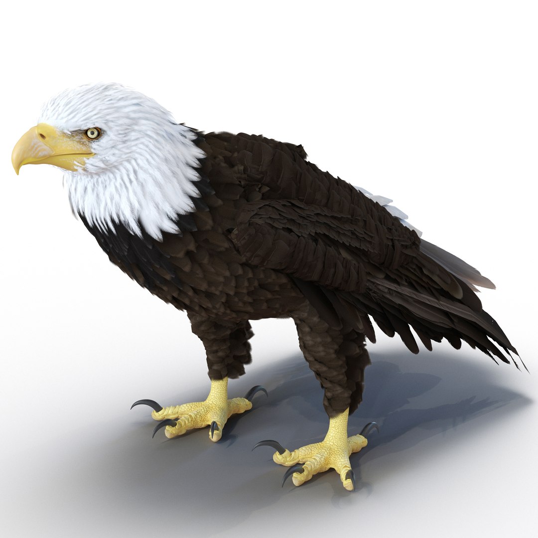 3d bald eagle rigged https://p.turbosquid.com/ts-thumb/VW/Le9t8p/kt6DX1VF/baldeaglerigged3dmodel03/jpg/1447747481/1920x1080/fit_q87/018084a12d1ad68d8a97db44a60eb9dcb69a8103/baldeaglerigged3dmodel03.jpg