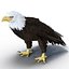 Bald Eagle Rigged