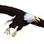 Bald Eagle Rigged