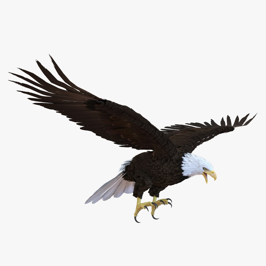 Bald Eagle Rigged 3D model preview