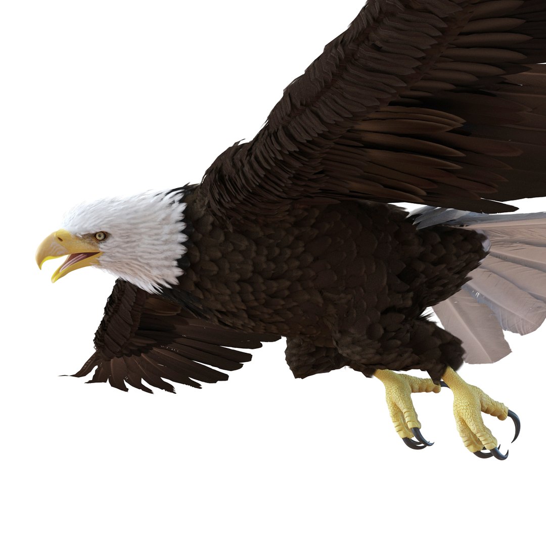 3d bald eagle rigged https://p.turbosquid.com/ts-thumb/VW/Le9t8p/mrIz8TEA/baldeaglerigged3dmodel47/jpg/1447747485/1920x1080/fit_q87/38138a9ebee0de762fb1d07a6438b6d8c1c45495/baldeaglerigged3dmodel47.jpg