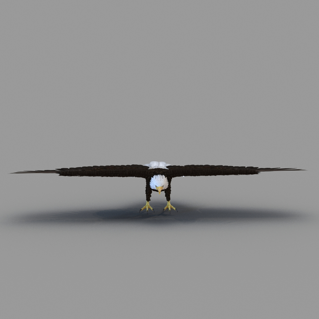 3d bald eagle rigged https://p.turbosquid.com/ts-thumb/VW/Le9t8p/mtdLAdpm/bald_eagle_360/jpg/1447747534/1920x1080/turn_fit_q99/94f1827100e202ce3c2befb9a98042eed69d9ab8/bald_eagle_360-1.jpg