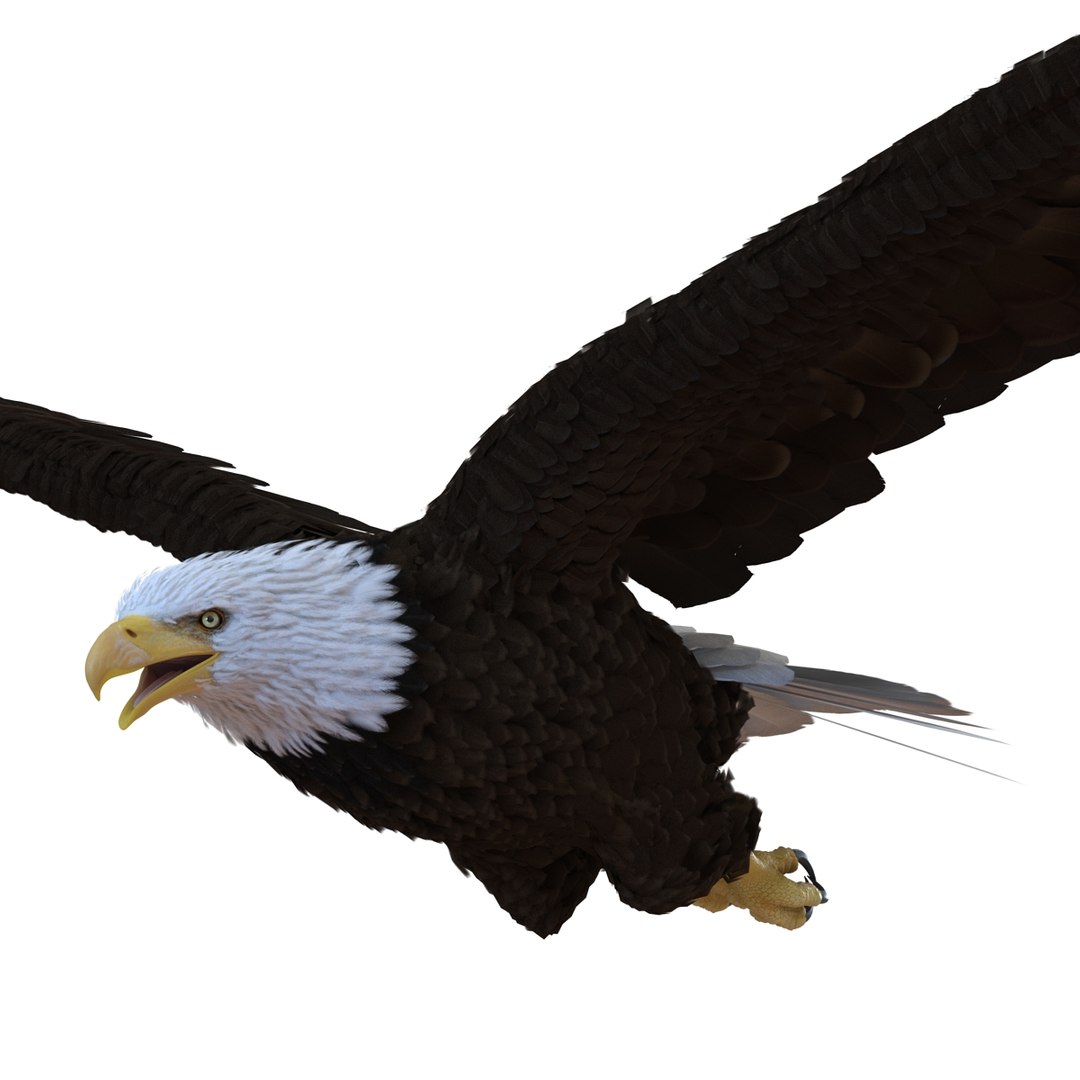 3d bald eagle rigged https://p.turbosquid.com/ts-thumb/VW/Le9t8p/plAoS5md/baldeaglerigged3dmodel40/jpg/1447747484/1920x1080/fit_q87/4011634073eb070962625851322e1efc2fdd3c75/baldeaglerigged3dmodel40.jpg