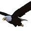 Bald Eagle Rigged