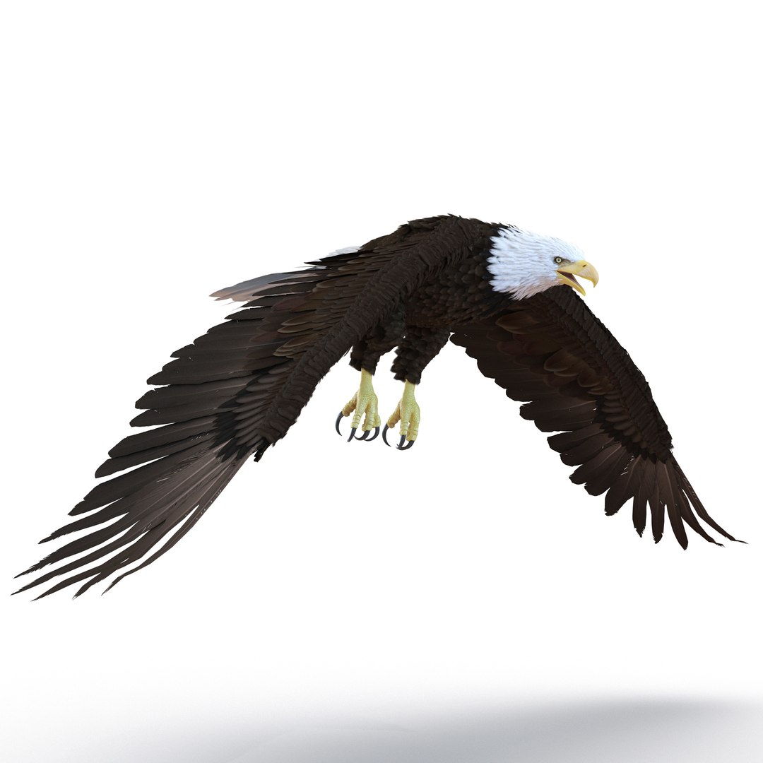 3d bald eagle rigged https://p.turbosquid.com/ts-thumb/VW/Le9t8p/q4g289Oy/baldeaglerigged3dmodel22/jpg/1447747483/1920x1080/fit_q87/3900f88653279ffb5762beade5a9bb791a9e00b7/baldeaglerigged3dmodel22.jpg
