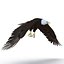 Bald Eagle Rigged