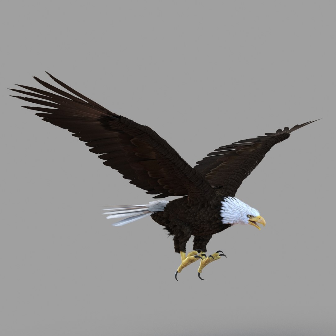 3d bald eagle rigged https://p.turbosquid.com/ts-thumb/VW/Le9t8p/qfubTV7m/baldeaglerigged3dmodel08/jpg/1447747482/1920x1080/fit_q87/ee0b1f51fbac5e594d2978a7b151adca9a9ead07/baldeaglerigged3dmodel08.jpg