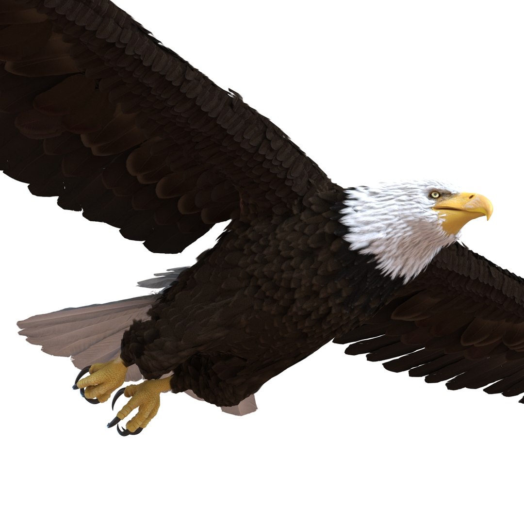 3d bald eagle rigged https://p.turbosquid.com/ts-thumb/VW/Le9t8p/sDUcqQeL/baldeaglerigged3dmodel42/jpg/1447747484/1920x1080/fit_q87/52a3d6ab0aca214e8d0343ff96d06489ccd62ea7/baldeaglerigged3dmodel42.jpg