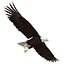 Bald Eagle Rigged
