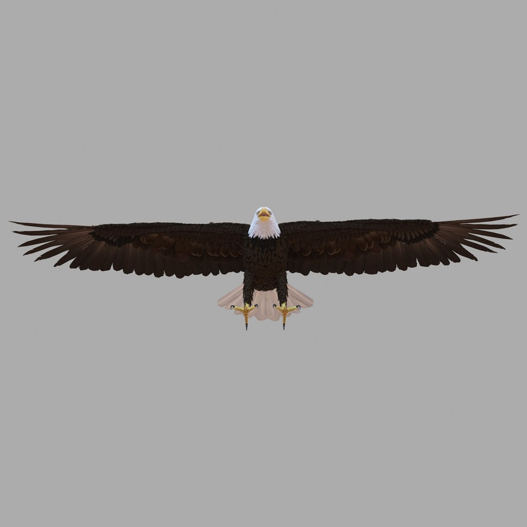 3d bald eagle rigged https://p.turbosquid.com/ts-thumb/VW/Le9t8p/uLn6Fa79/baldeaglerigged3dmodel30/jpg/1447747483/1920x1080/fit_q87/e4e7547b6ce49e8f7b31c870b57d0a69404bb7f7/baldeaglerigged3dmodel30.jpg