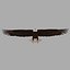 Bald Eagle Rigged