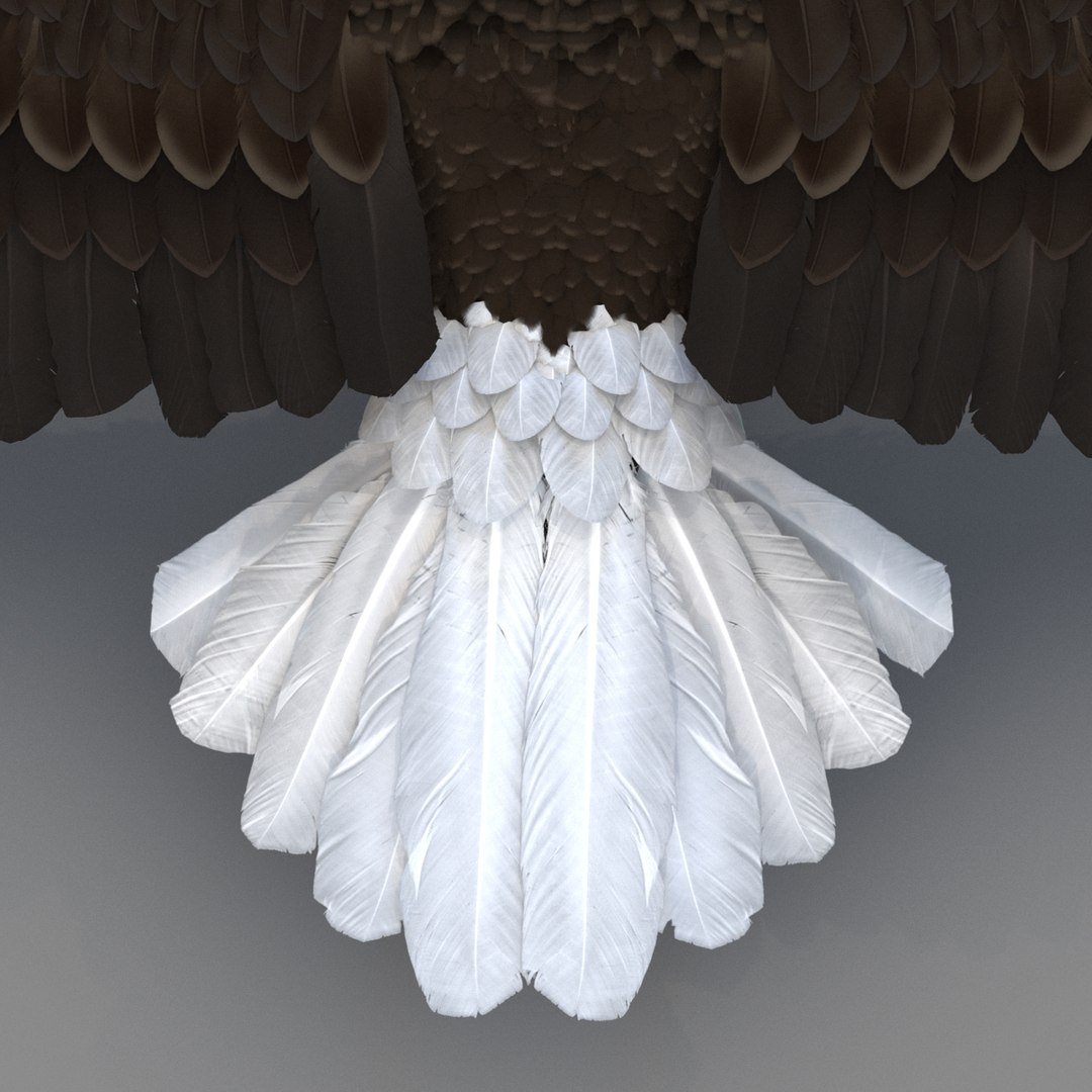 3d bald eagle rigged https://p.turbosquid.com/ts-thumb/VW/Le9t8p/w3QLZF6z/baldeaglerigged3dmodel57/jpg/1447747485/1920x1080/fit_q87/ee3040575be6459d3da12fffdf15546a52c15983/baldeaglerigged3dmodel57.jpg