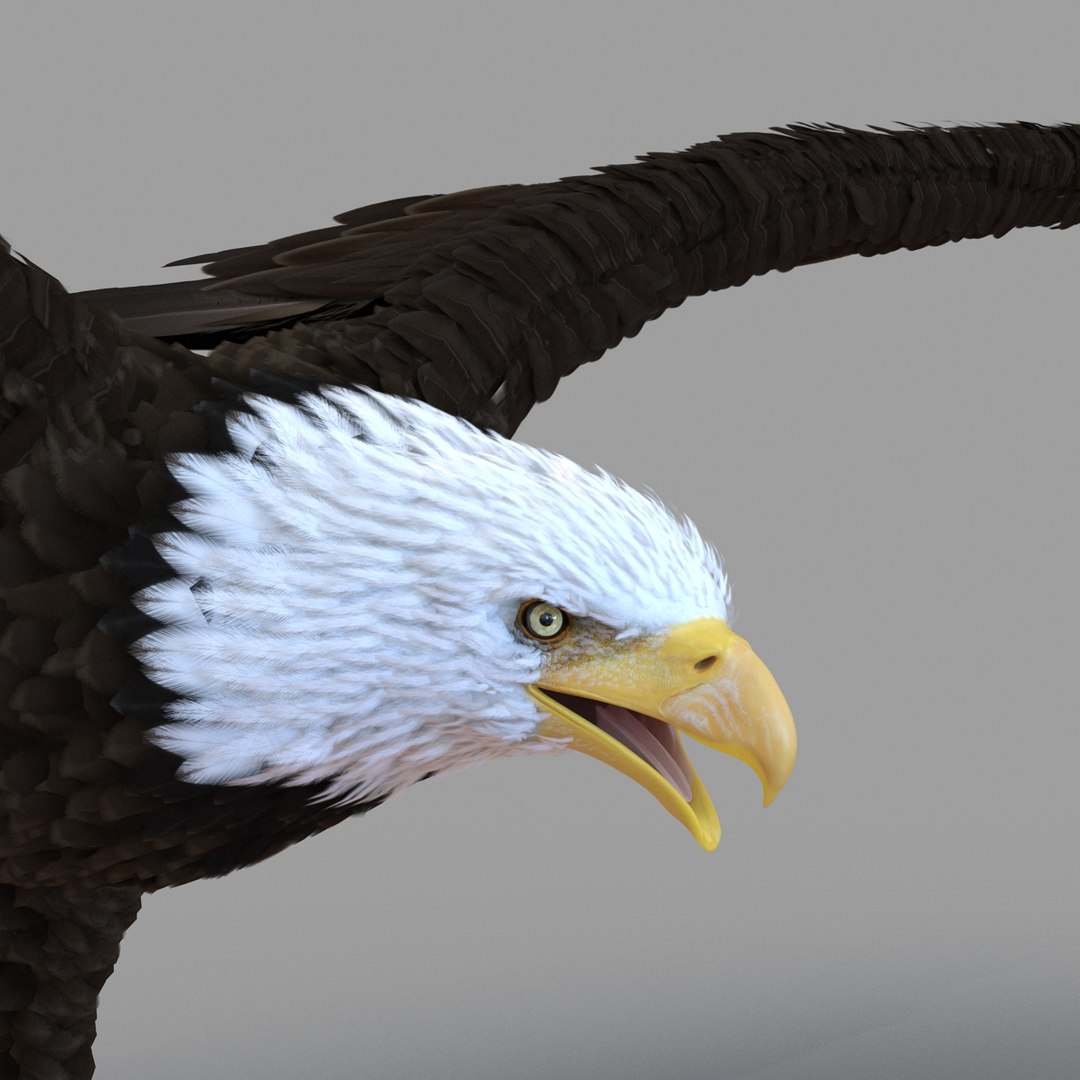 3d bald eagle rigged https://p.turbosquid.com/ts-thumb/VW/Le9t8p/xwHKukOP/baldeaglerigged3dmodel36/jpg/1447747484/1920x1080/fit_q87/8803e8d2780ad9e2b5770c763d00de2929fa8571/baldeaglerigged3dmodel36.jpg