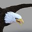 Bald Eagle Rigged