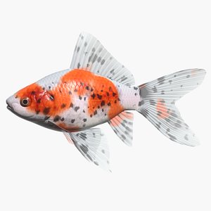 3d shubunkin goldfish