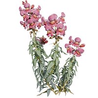 Snapdragon or  Antirrhinum majus