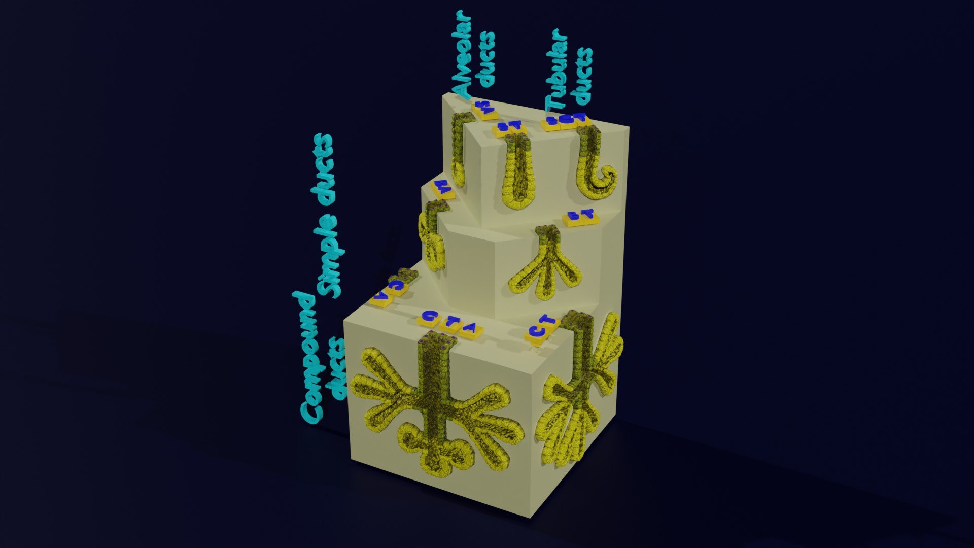 Ducts glands type simple compound alveolar tubular 3D model https://p.turbosquid.com/ts-thumb/VW/dzAsML/Am/z0005/jpg/1695734707/1920x1080/fit_q87/123d0d1aa3b4030d6580a61fd28e66154104c0c2/z0005.jpg