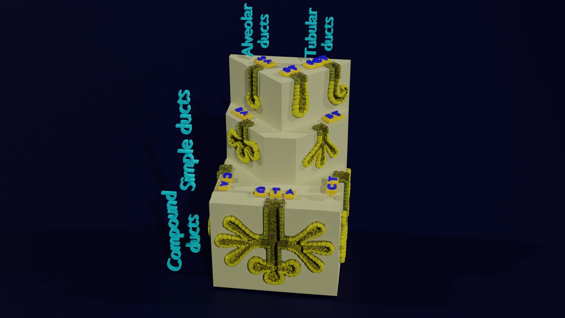 Ducts glands type simple compound alveolar tubular 3D model https://p.turbosquid.com/ts-thumb/VW/dzAsML/M7/z0001/jpg/1695734704/1920x1080/fit_q87/27f0de6a283a59be133e153b00799d13fc45fa7a/z0001.jpg