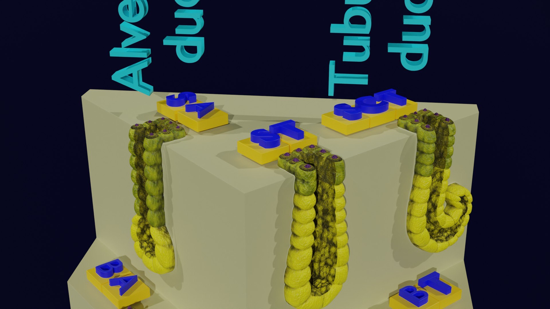 Ducts glands type simple compound alveolar tubular 3D model https://p.turbosquid.com/ts-thumb/VW/dzAsML/PM/z0024/jpg/1695734717/1920x1080/fit_q87/f6e1ccbb4c69801a33945662e35326d0f76f2faf/z0024.jpg