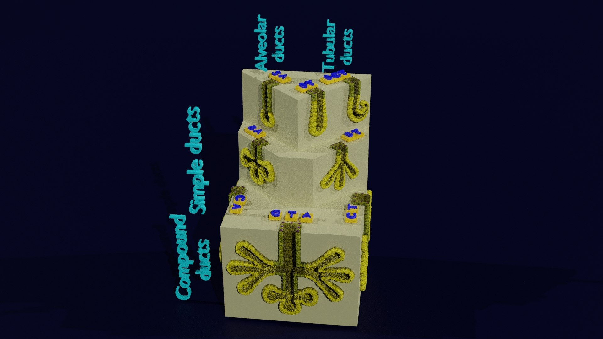 Ducts glands type simple compound alveolar tubular 3D model https://p.turbosquid.com/ts-thumb/VW/dzAsML/Rk/1/jpg/1695734704/1920x1080/fit_q87/f625655f8c57d628a07985a3ce11ed2900213464/1.jpg