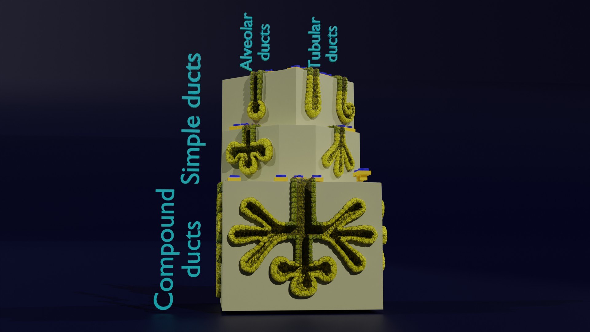 Ducts glands type simple compound alveolar tubular 3D model https://p.turbosquid.com/ts-thumb/VW/dzAsML/WK/z0008/jpg/1695734709/1920x1080/fit_q87/99c4dc2d5f06cf275bf205d37621741ea6483c1e/z0008.jpg
