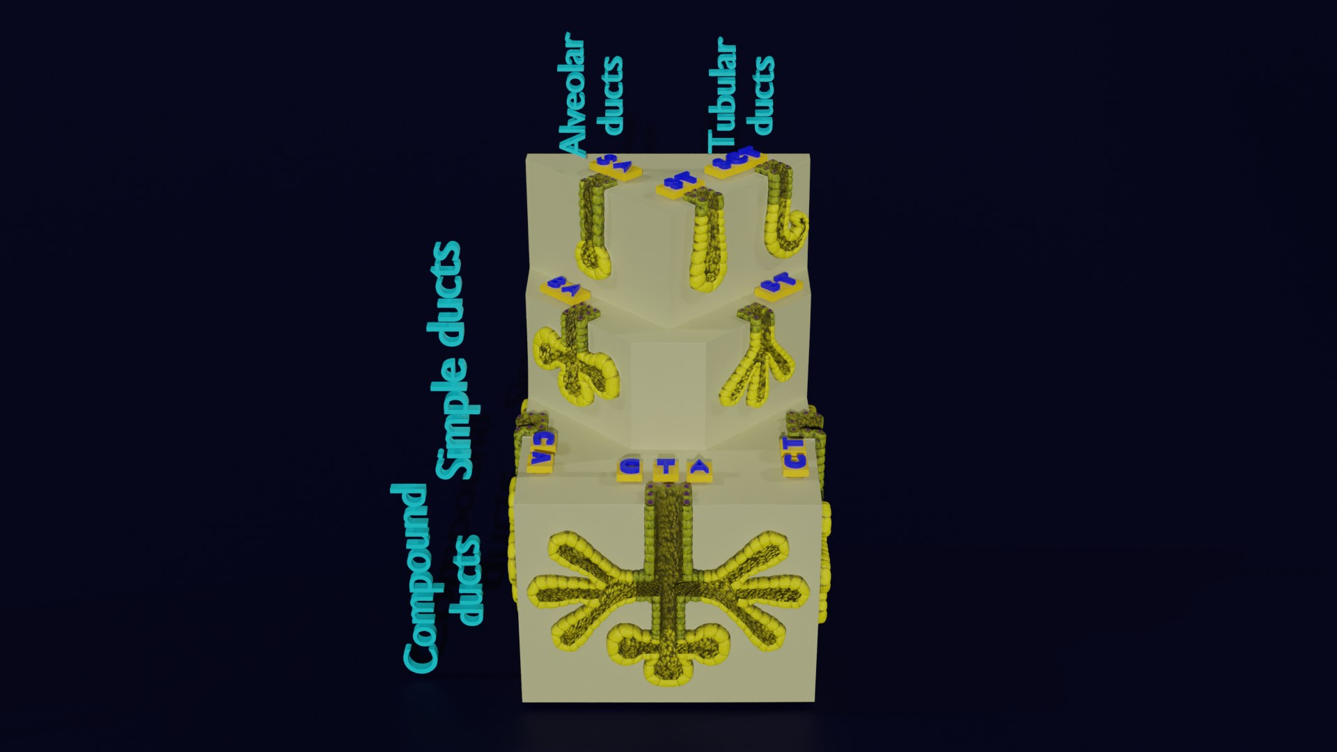 Ducts glands type simple compound alveolar tubular 3D model https://p.turbosquid.com/ts-thumb/VW/dzAsML/bQ/image/jpg/1695734730/1920x1080/turn_fit_q99/a63a31af913ed4dc4cd217065dffd6491479d36d/image-1.jpg