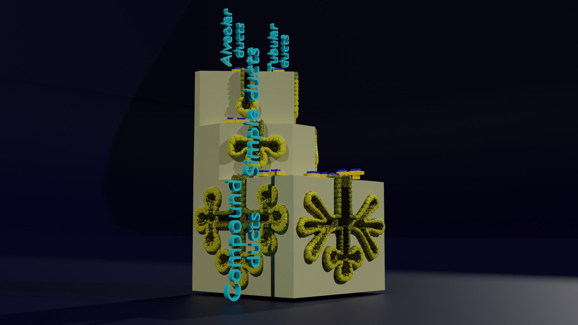 Ducts glands type simple compound alveolar tubular 3D model https://p.turbosquid.com/ts-thumb/VW/dzAsML/ga/z0010/jpg/1695734711/1920x1080/fit_q87/37b4597d8301de906f6d83b5d161228975479f35/z0010.jpg