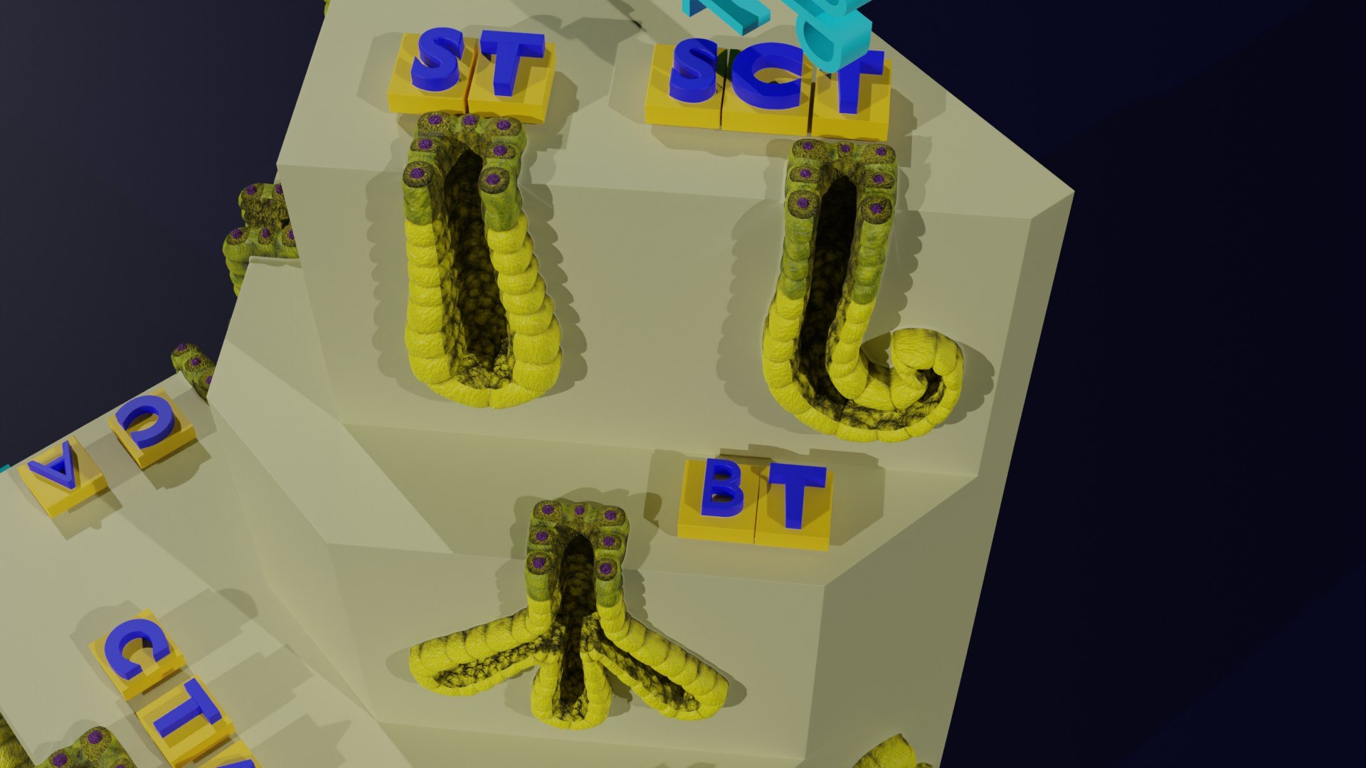 Ducts glands type simple compound alveolar tubular 3D model https://p.turbosquid.com/ts-thumb/VW/dzAsML/lV/z0027a1/jpg/1695734719/1920x1080/fit_q87/e5fbfa0c333508a17ace71018590b113a5f9fe01/z0027a1.jpg