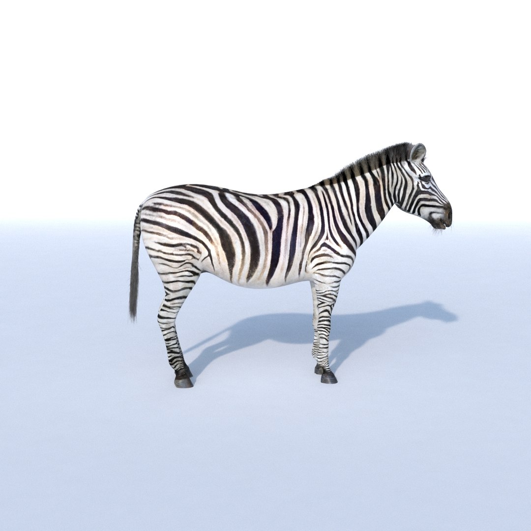 Photorealistic Zebra 3d Model