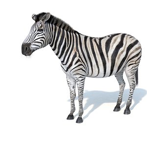Zebra