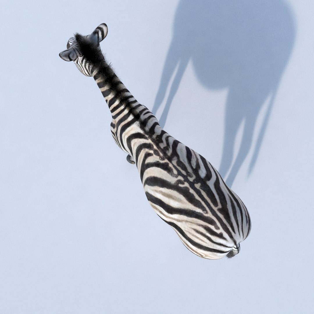 Photorealistic Zebra 3d Model