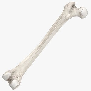 Real Human Femur Bone 01 White