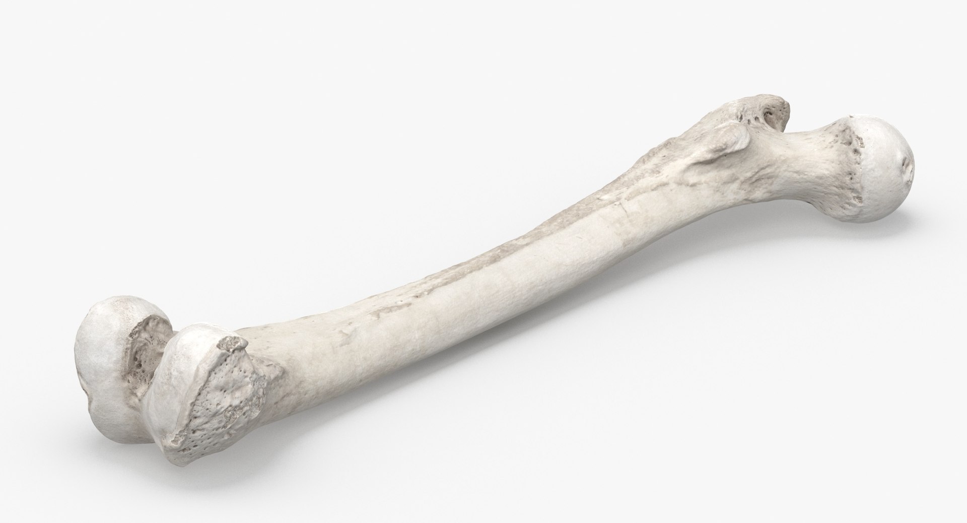 human femur bone