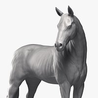 Study of a Horse Printable 3D Model