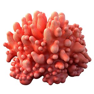 Coral reef 09 model