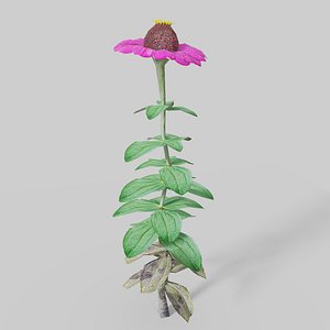 zinnia flower model