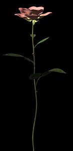 3d model plant flower