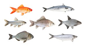 3D Fish Collection