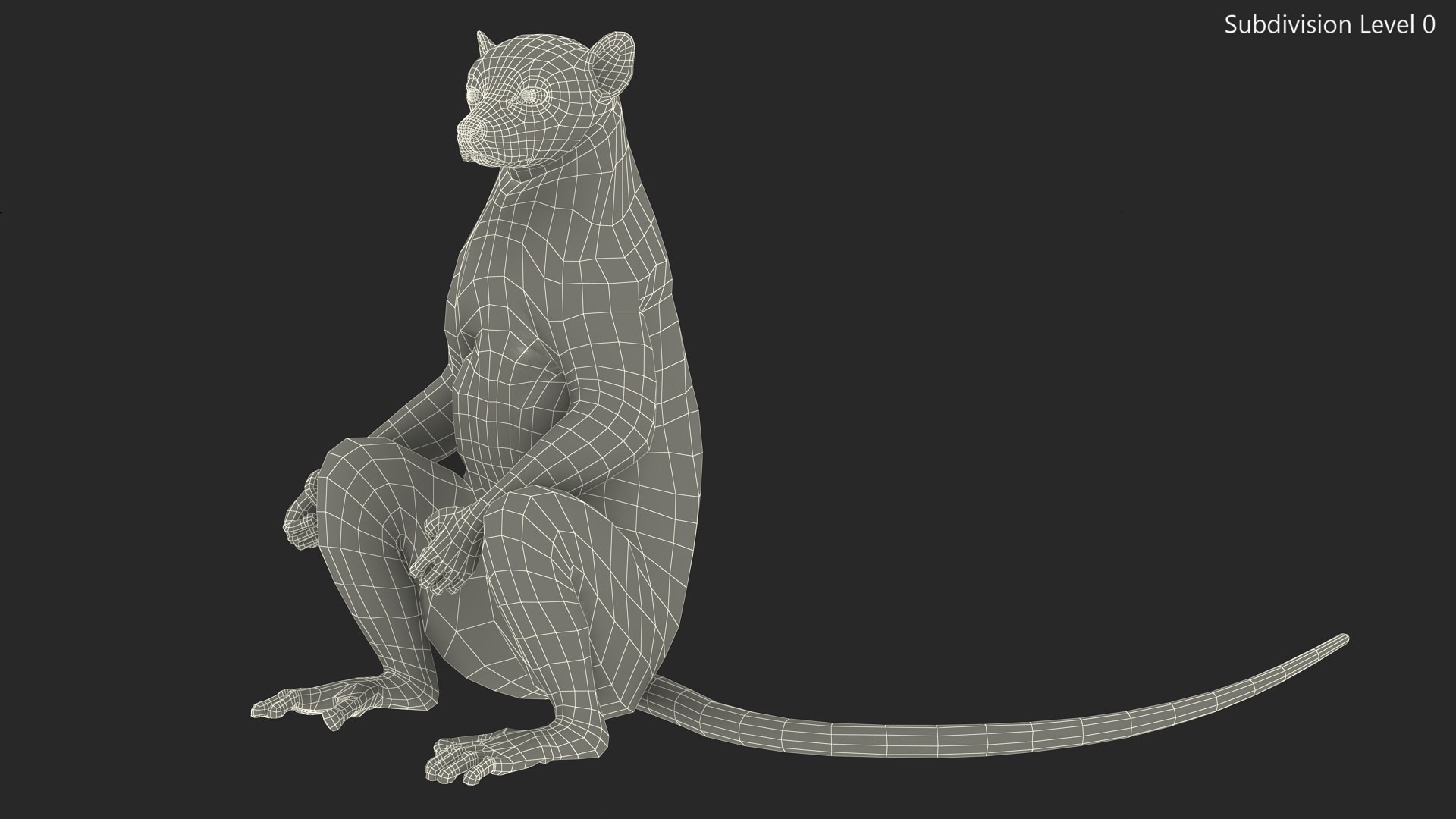 Lemur Catta Sitting Straight 3D Model - TurboSquid 2197050