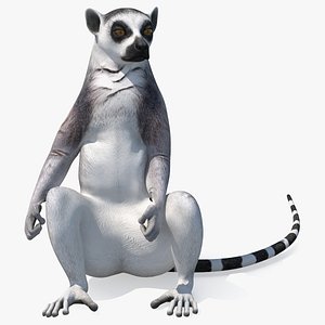 Lemur Catta Sitting Straight 3D model