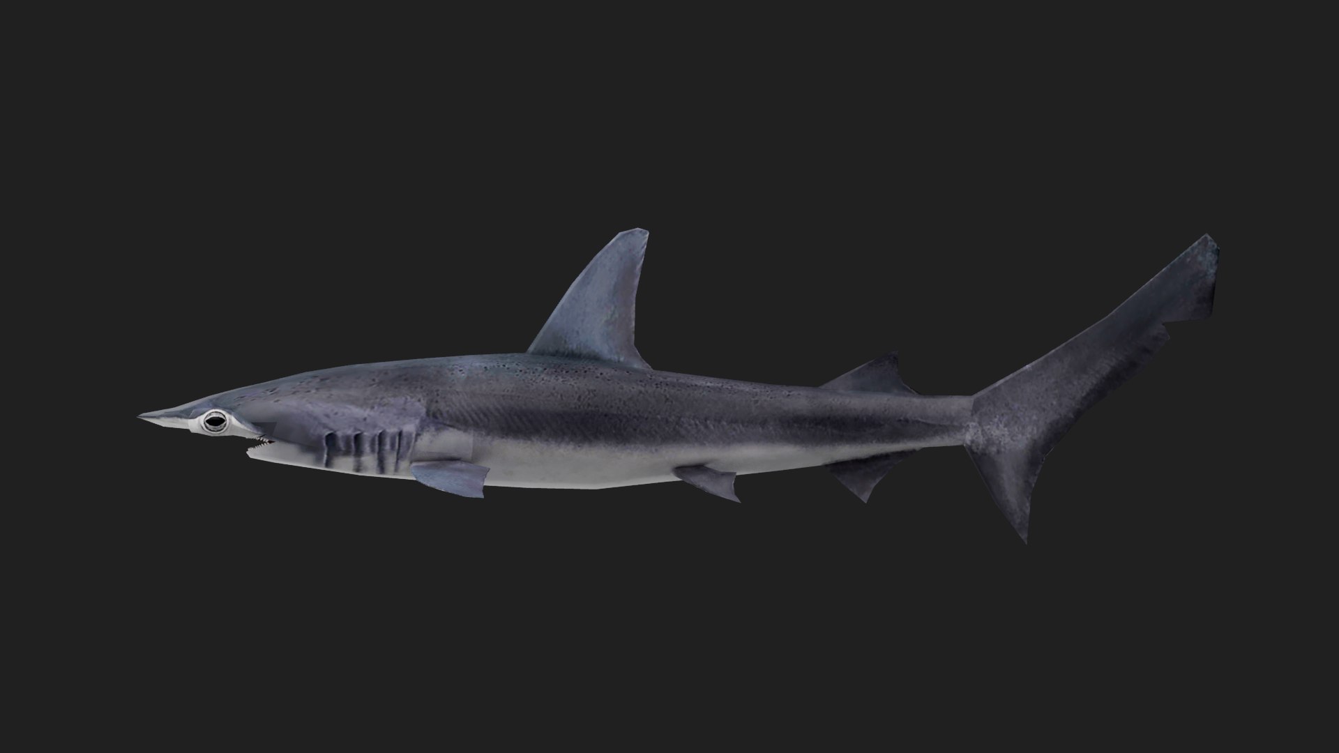 Shark 3D TurboSquid 2122587