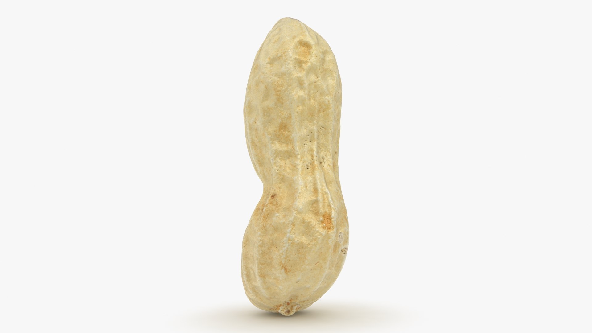 3D Peanut Shell 02 Model - TurboSquid 1957346