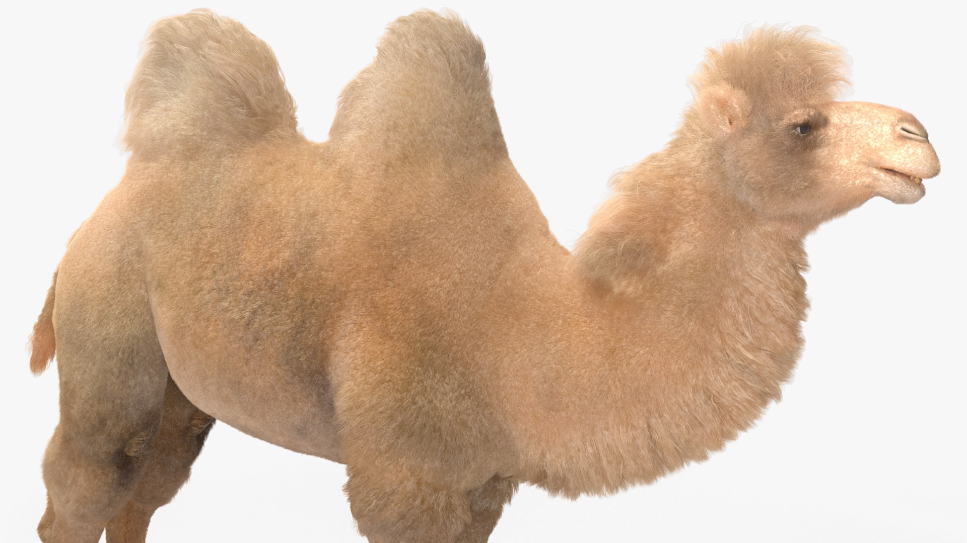 Bactrian Camel Light Colored Fur 3D model https://p.turbosquid.com/ts-thumb/VX/QFEBoq/32/bactriancamellightcoloredfurmb3dmodel012/jpg/1724334557/1920x1080/fit_q87/3b051f811856ee59984108c8cd254679a5ac32ad/bactriancamellightcoloredfurmb3dmodel012.jpg