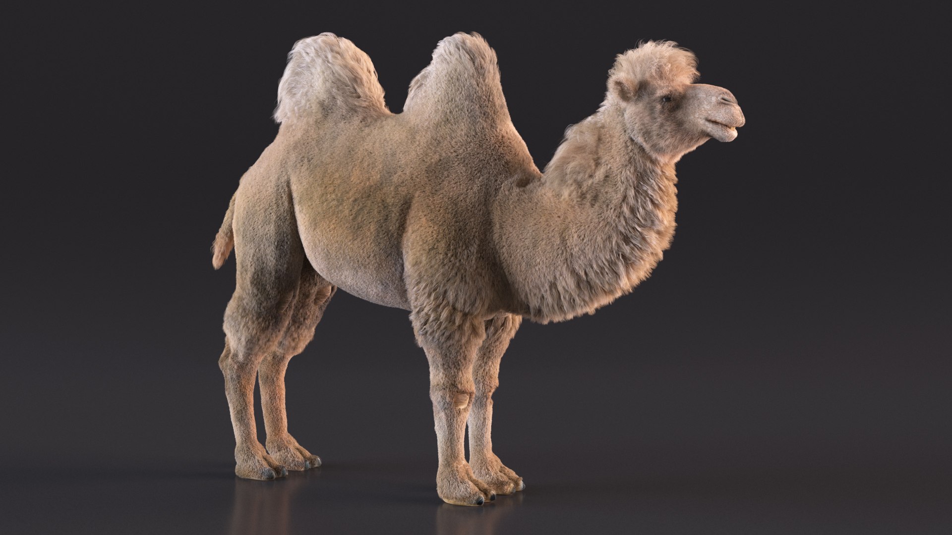 Bactrian Camel Light Colored Fur 3D model https://p.turbosquid.com/ts-thumb/VX/QFEBoq/D5/bactriancamellightcoloredfurmb3dmodel006/jpg/1724334525/1920x1080/fit_q87/91ee1b860b3fc0807124f95b76fc9924819a3f34/bactriancamellightcoloredfurmb3dmodel006.jpg