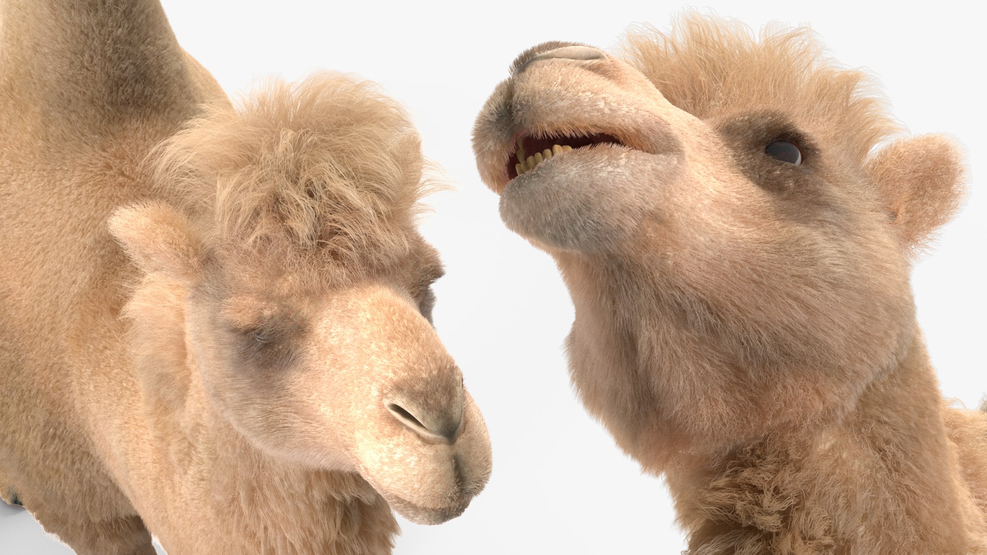 Bactrian Camel Light Colored Fur 3D model https://p.turbosquid.com/ts-thumb/VX/QFEBoq/DT/bactriancamellightcoloredfurmb3dmodel017/jpg/1724334584/1920x1080/fit_q87/8b7fb740eb0653acfa3afcc3dbcaa6f4f65fc166/bactriancamellightcoloredfurmb3dmodel017.jpg