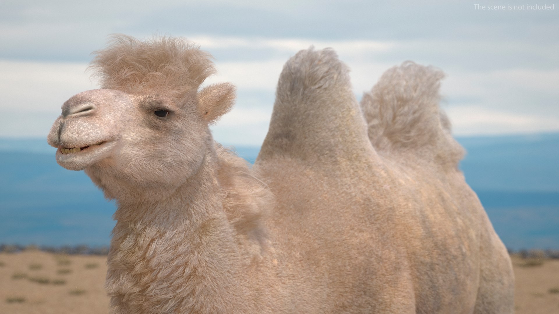 Bactrian Camel Light Colored Fur 3D model https://p.turbosquid.com/ts-thumb/VX/QFEBoq/Ft/bactriancamellightcoloredfurmb3dmodel005/jpg/1724334519/1920x1080/fit_q87/a9b10535fd290c7da398ebb18e22d3d0682507af/bactriancamellightcoloredfurmb3dmodel005.jpg
